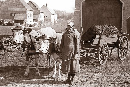 Gespann mit Mist, nach dem Krieg